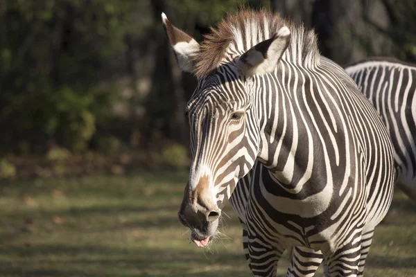 Zebra (Equus quagga) — Stock fotografie