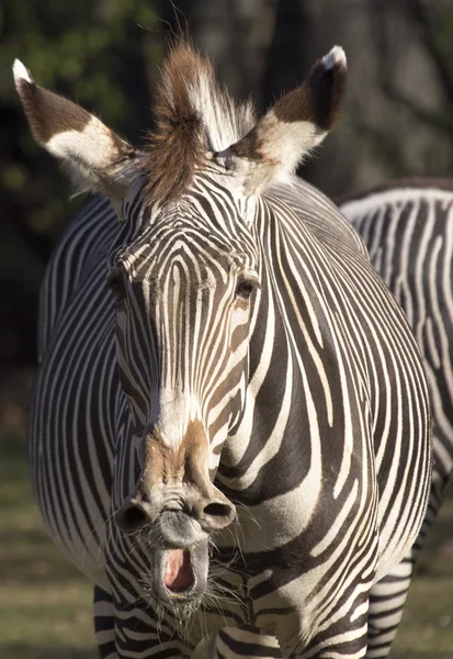 Cebra (Equus Quagga ) —  Fotos de Stock