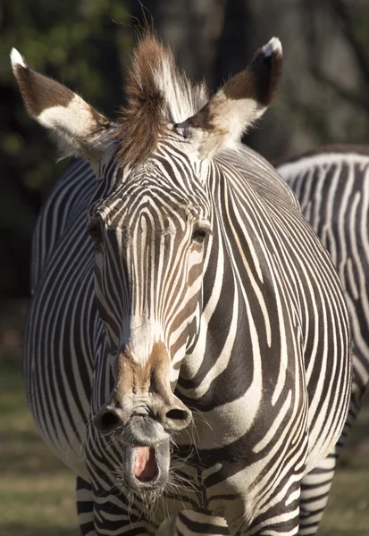 Zebra (Equus quagga) — Stock fotografie