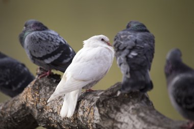Albino güvercini açık havada doğada lekeli