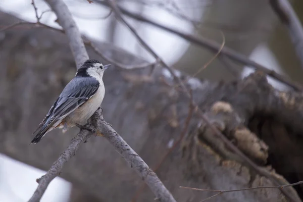 Beyaz göğüslü Nuthatch (sitta carolinensis)
