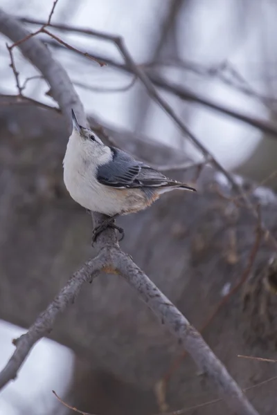 白母乳燕麦（sitta carolinensis）) — 图库照片