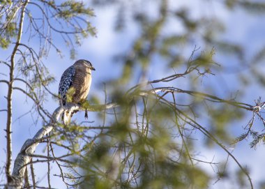 Kırmızı omuzlu Şahin (Buteo lineatus) 