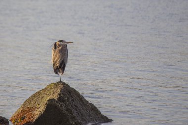Gri Heron (Ardea cinerea)