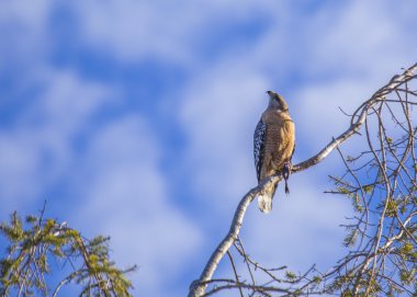 Kırmızı omuzlu Şahin (Buteo lineatus) 