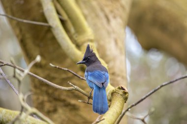 Steller 's Jay (siyanocitta stelleri)