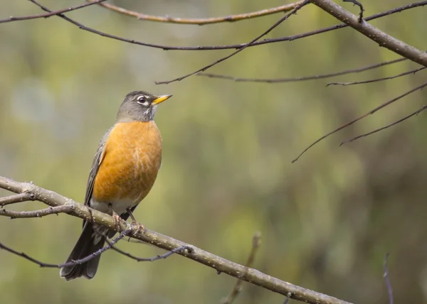 Rudzik amerykański (turdus migratorius) — Zdjęcie stockowe