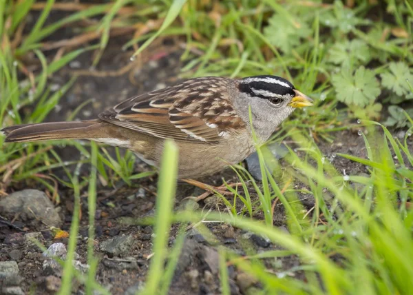 White Crowned Sparrow — Stock Photo, Image