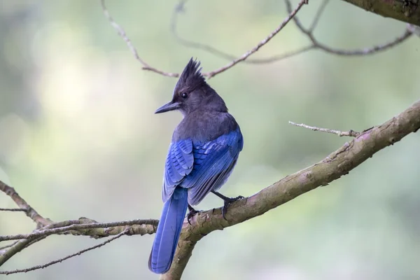 Jay de Steller (cyanocitta stelleri) — Fotografia de Stock