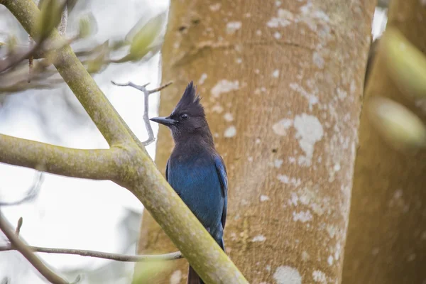 스 텔러의 제이 (cyanocitta stelleri)) — 스톡 사진