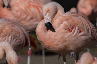 Şili Flamingo (Phoenicopterus chilensis)