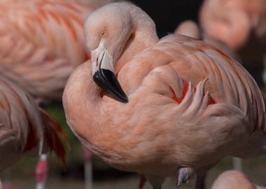 Şili Flamingo (Phoenicopterus chilensis)