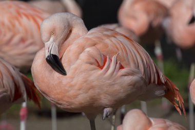 Şili Flamingo (Phoenicopterus chilensis)