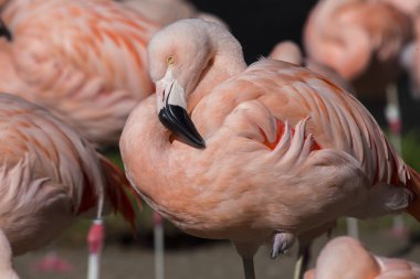 Şili Flamingo (Phoenicopterus chilensis)