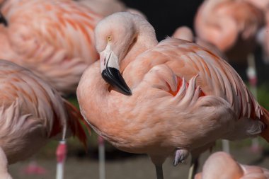 Şili Flamingo (Phoenicopterus chilensis)