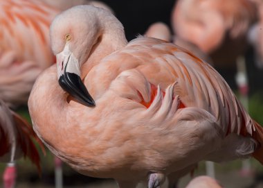Şili Flamingo (Phoenicopterus chilensis)
