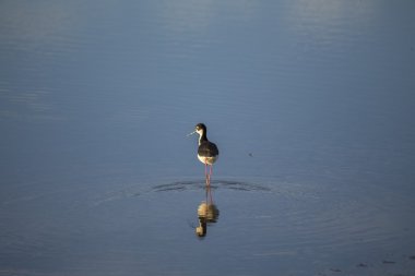 Amerikan kılıçgaga (Recurvirostra americana)