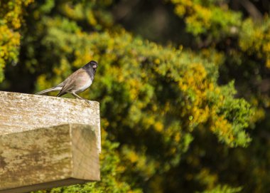 Kara gözlü Junco (Junco hyemalis))