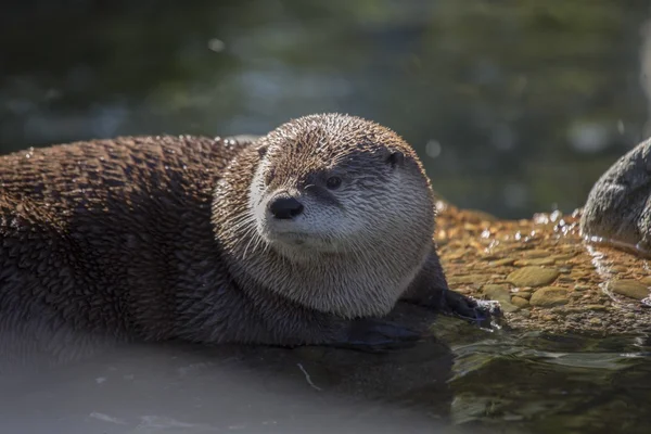 Лонтра (Lontra canadensis) — стокове фото