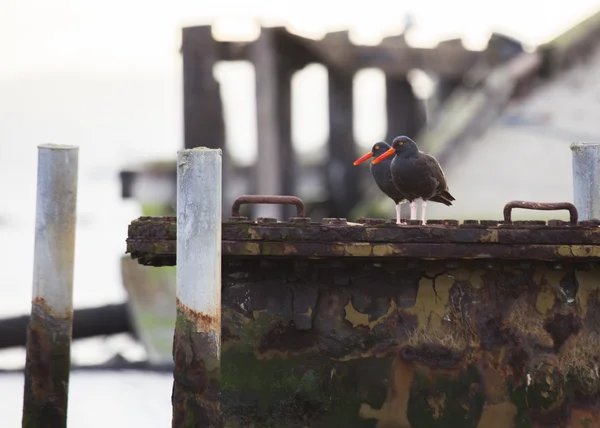 Black Oystercatcher (haematopus habmani) ) — стоковое фото