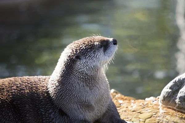 North American River Otter (Lontra canadensis) — Stock Photo, Image