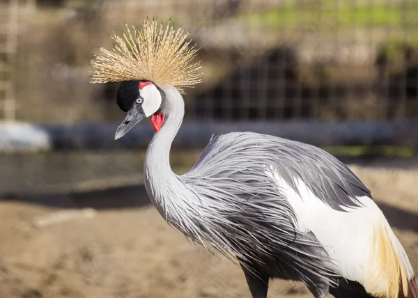 Γκρι στεφθεί crane (balearica regulorum) — Φωτογραφία Αρχείου