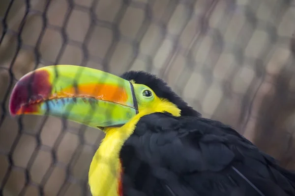 Kil zapowiadane Toucan (Ramphastos Sulfuratus) — Zdjęcie stockowe