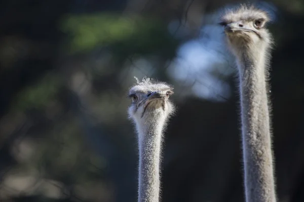 Avestruz (Struthio camelus ) — Fotografia de Stock