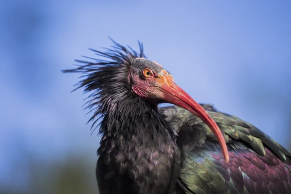 Kuzey kel Ibis (geronticus eremita) — Stok fotoğraf