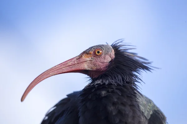 Łysych ibis (geronticus eremita) — Zdjęcie stockowe