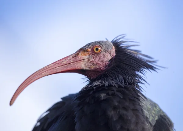 Kuzey kel Ibis (geronticus eremita) — Stok fotoğraf