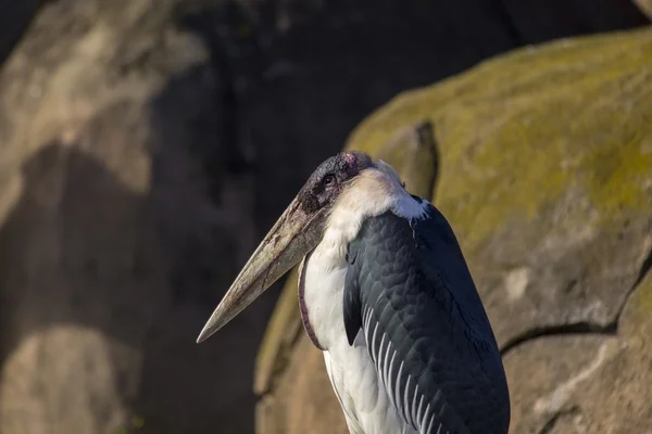 Marabou-Storch (leptoptilos crumenifer)) — Stockfoto