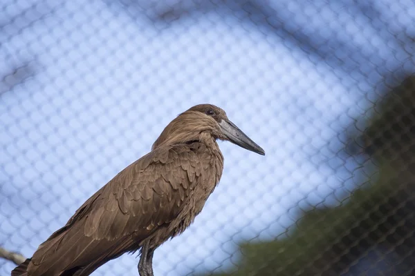 Hamerkop (Scopus umbretta) — Stock Photo, Image