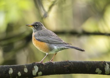 Amerikalı Robin (turdus migratorius)