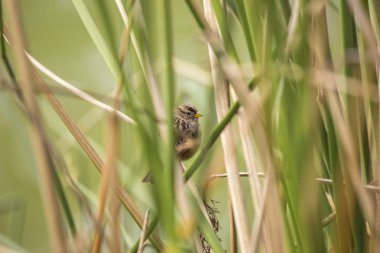 Beyaz Taç Serçesi (zonotrichia leucophrys)