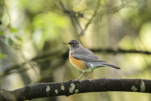 美国罗宾(turdus migratorius)) — 图库照片