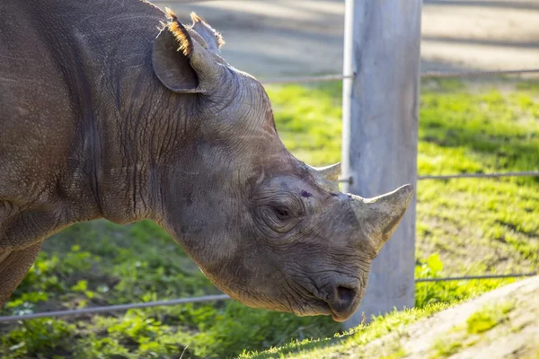 Zwarte neushoorn (of haak-lipped neushoorn) - Diceros bicornis — Stockfoto