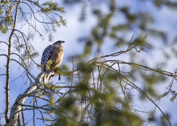 Red-Shouldered Hawk (Buteo lineatus) — Stock Photo, Image