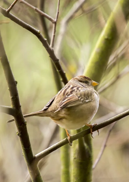 Pardal-de-coroa-branca (zonotrichia leucophrys) — Fotografia de Stock