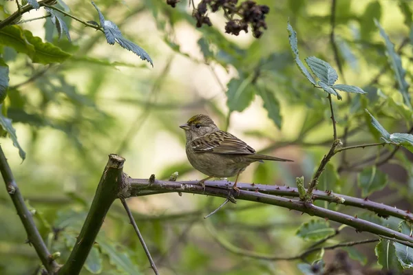 White-Corwned Sparrow (Zonotrichia leucophrys ) — Fotografie, imagine de stoc