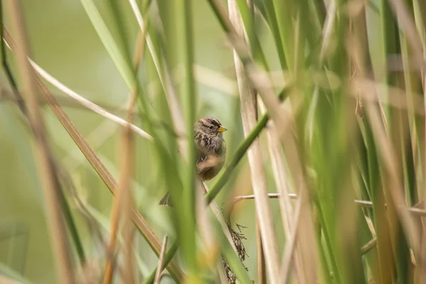 Pardal-de-coroa-branca (zonotrichia leucophrys) — Fotografia de Stock