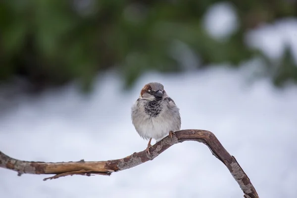 Veréb ház (Passer domesticus)) — Stock Fotó