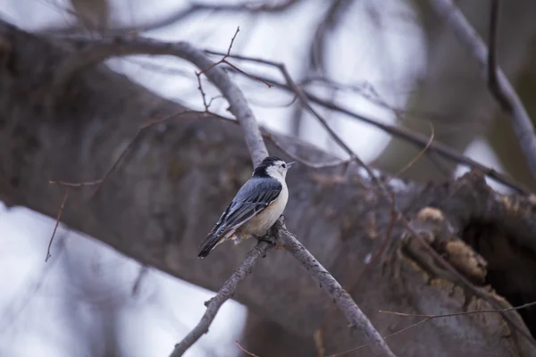 白母乳燕麦（sitta carolinensis）) — 图库照片