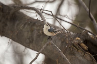 Beyaz göğüslü Nuthatch (sitta carolinensis)
