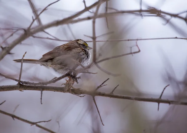 Wróbel biały (zonotrichia albicollis)) — Zdjęcie stockowe