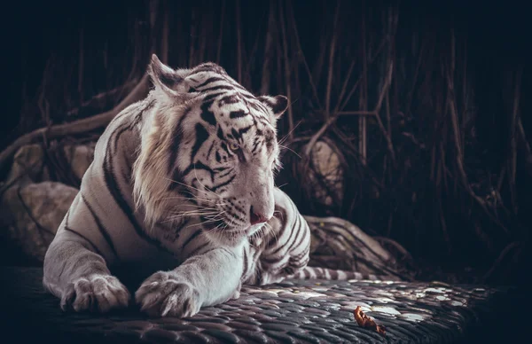 Άσπρη τίγρη και φύλλο. Φωτογραφία Αρχείου