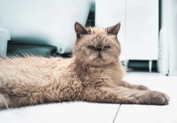 विदेशी शॉर्टहेअर मांजर . — स्टॉक फोटो, इमेज