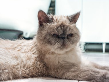 egzotik stenografi kedi.