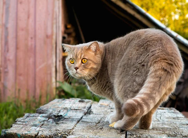 Hermoso gato británico en la naturaleza . — Foto de Stock