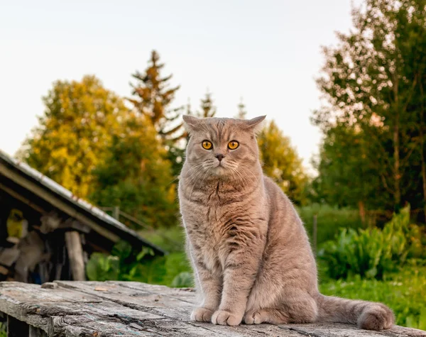 Kaunis brittiläinen kissa luonnossa . — kuvapankkivalokuva